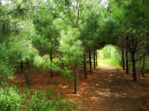 The New Trail Through the Pines 2
