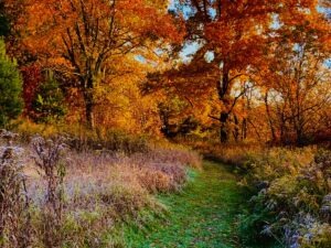Fall at Fells Meadows