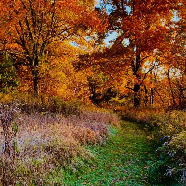 Fall at Fells Meadows