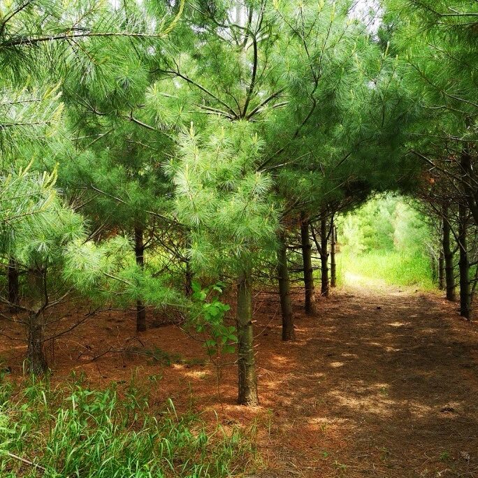 The New Trail Through the Pines 2